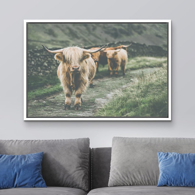 Animaux lavés en Écosse Highland Country Cow, H 16 po x l 24 po x P 1,5 po, Cadre blanc
