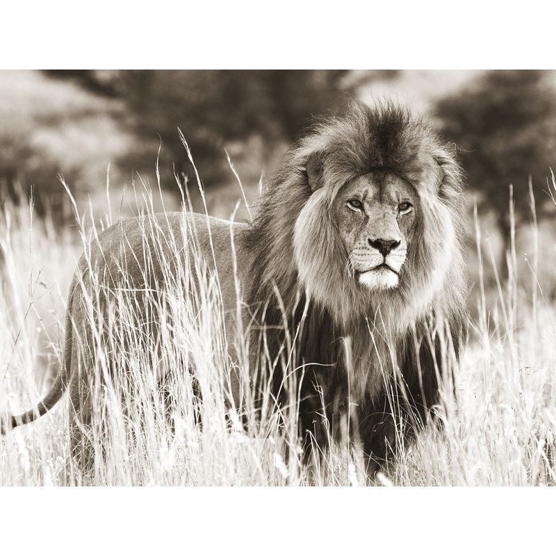 Male Lion by Anonymous - Wrapped Canvas Print, 60cm H x 80cm W x 4cm D
