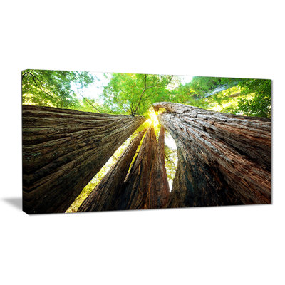 «Sequoia Tree» par Designart - reproduction de photo sur toile