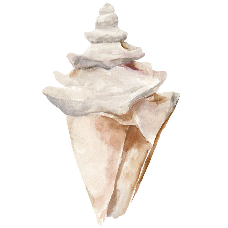 Seashell III - Wrapped Canvas Painting, 30cm H x 20cm W x 3.8cm D