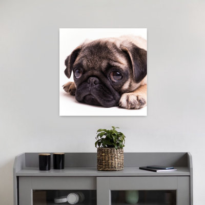 Sad Sack Pug Contemporary Dog Art