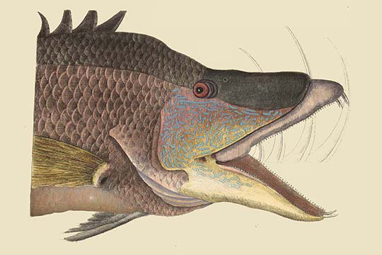 « great poli fish » par mark catesby, impression, H 24 po x l 36 po x P 1,5 po