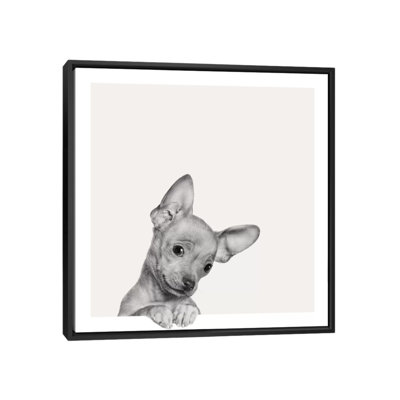 " Sweet Chihuahua " by Jon Bertelli
