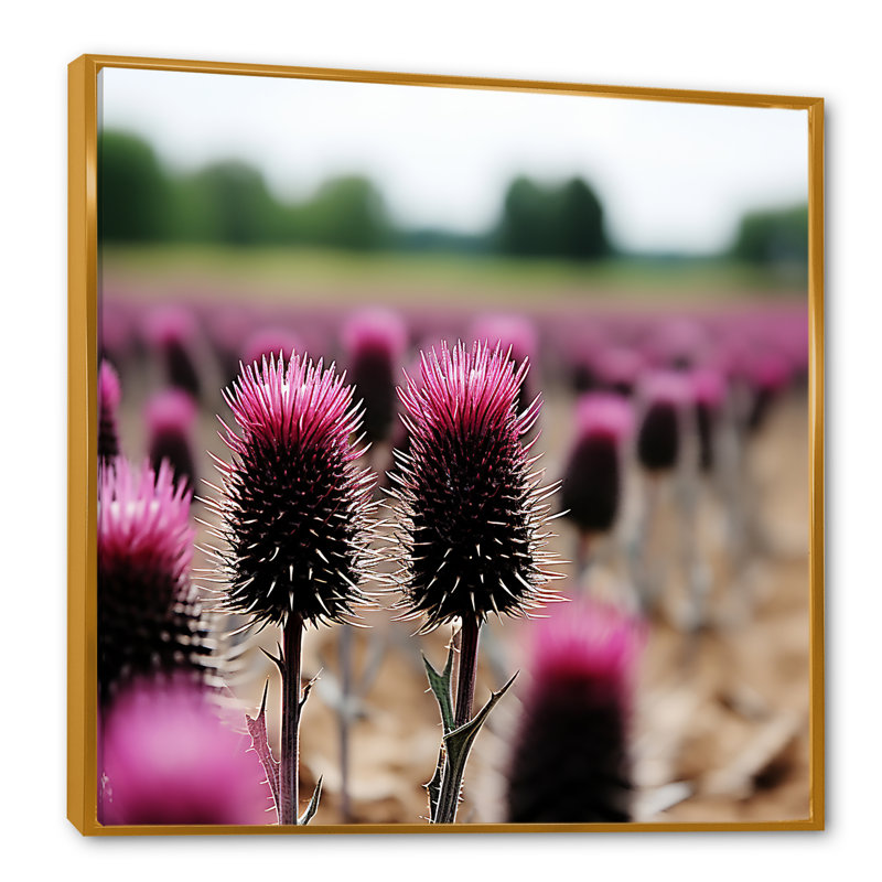 Champ de fleurs de chardon rose - chardon, art mural, Cadre flottant doré, H 30 po x l 30 po