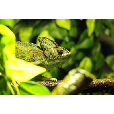 Leilend Chameleon - Wrapped Canvas Print