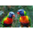 Talking Parrots by Fpm - Wrapped Canvas Print-673260552
