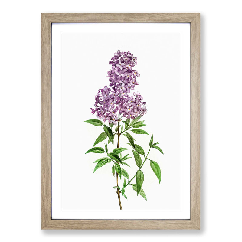 Persian Lilac Flowers by Pierre-Joseph Redoute - Picture Frame Painting Print, 65cm H x 48cm W x 2cm D, Oak Framed