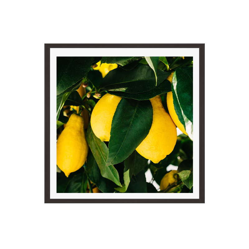 Citrons de la côte d'Amalfi, H 12 po x l 12 po x P 2 po, Cadre flottant espresso, Non