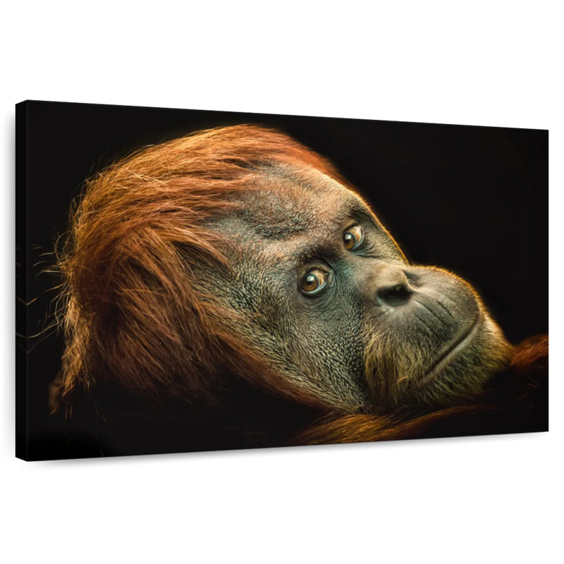 Brampt Dramatic Orangutan, 32" H x 48" W