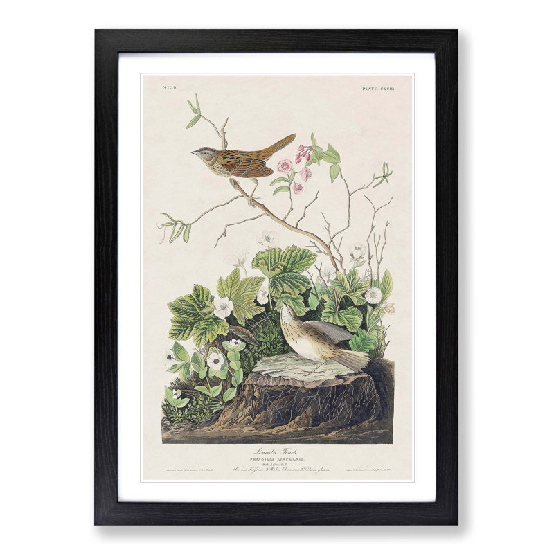 Lincoln Finch Birds by John Audubon - Picture Frame Painting Print, Black Framed, 48cm H x 36cm W x 2cm D