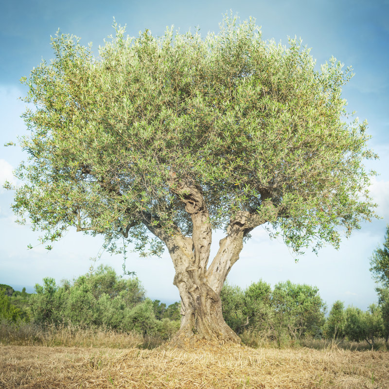 Olive Tree by RinoCdZ - Wrapped Canvas Print, 76cm H x 76cm W x 3.8cm D