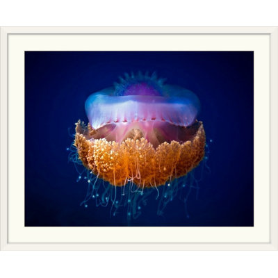 «Straub 'Fried Egg Jellyfish», impression