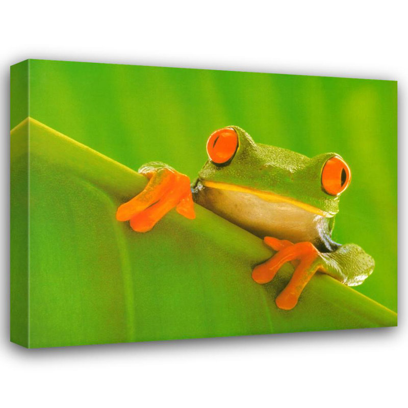 Grenouille aux yeux rouges, H 14 po x l 18 po