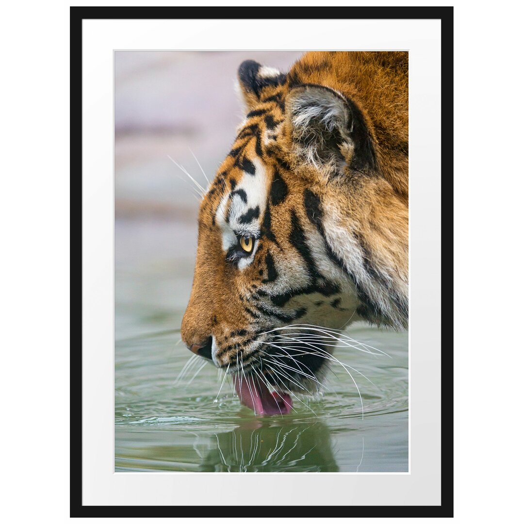 Gerahmtes Poster Tiger am Wasserloch