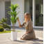 147cm Plant