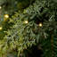 Arbre de Noël en cèdre illuminé 6 pi avec 932 pointes et 350 lumières DEL blanc chaud - Arbre de Noël artificiel en PVC réaliste avec support en métal robuste pour la décoration intérieure-1471582230