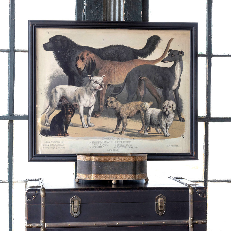 Domestic Dogs Print