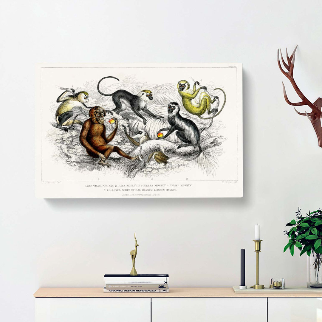 Orangutan And Monkeys by Oliver Goldsmith - Wrapped Canvas