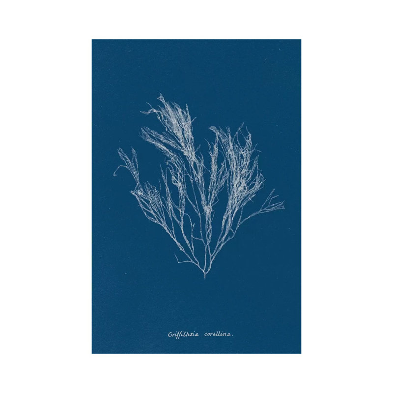 Delicate Coral III by Wild Apple Portfolio - Wrapped Canvas Gallery-Wrapped Canvas Giclée, 101.6 cm H  x 66.04 cm W