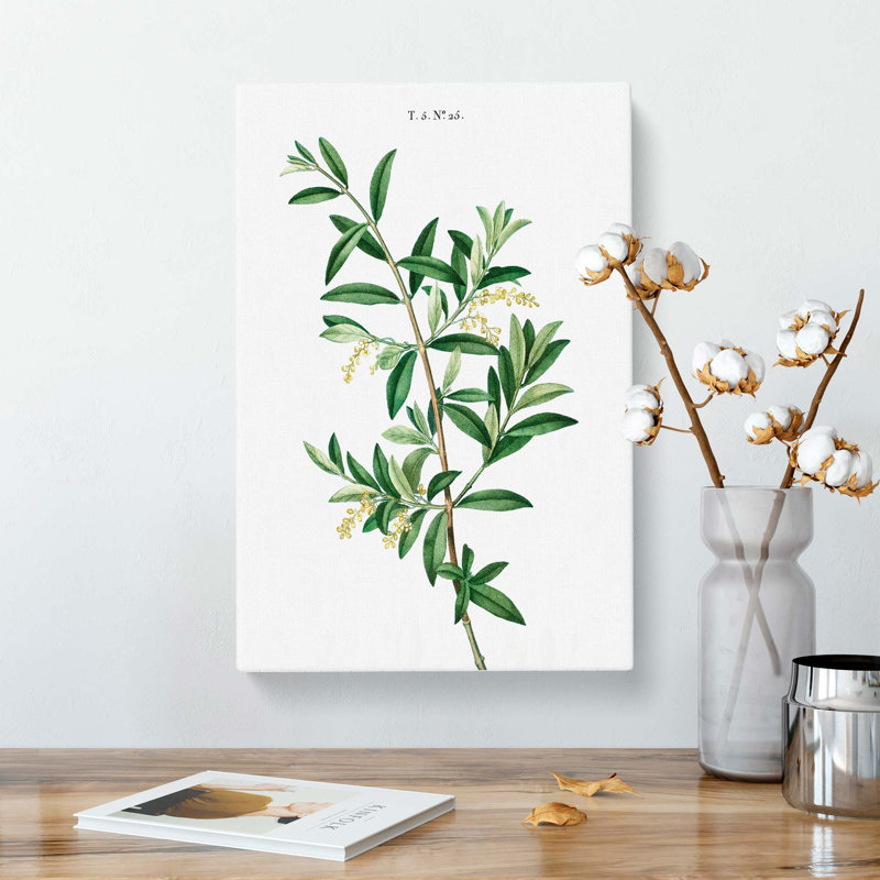 Green Olive Tree by Pierre-Joseph Redoute - Wrapped Canvas, 50.8 cm H x 35.6 cm W
