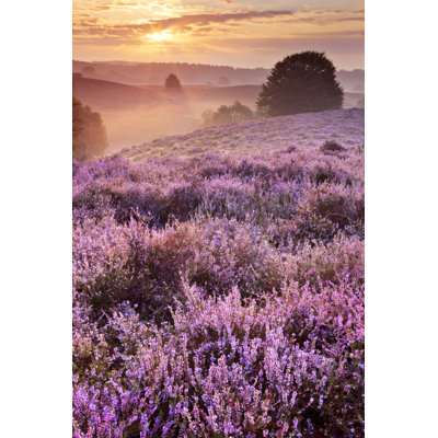 Blooming Heather At Sunrise - Wrapped Canvas Print