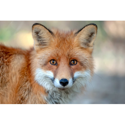 " Close Red Fox Portrait "