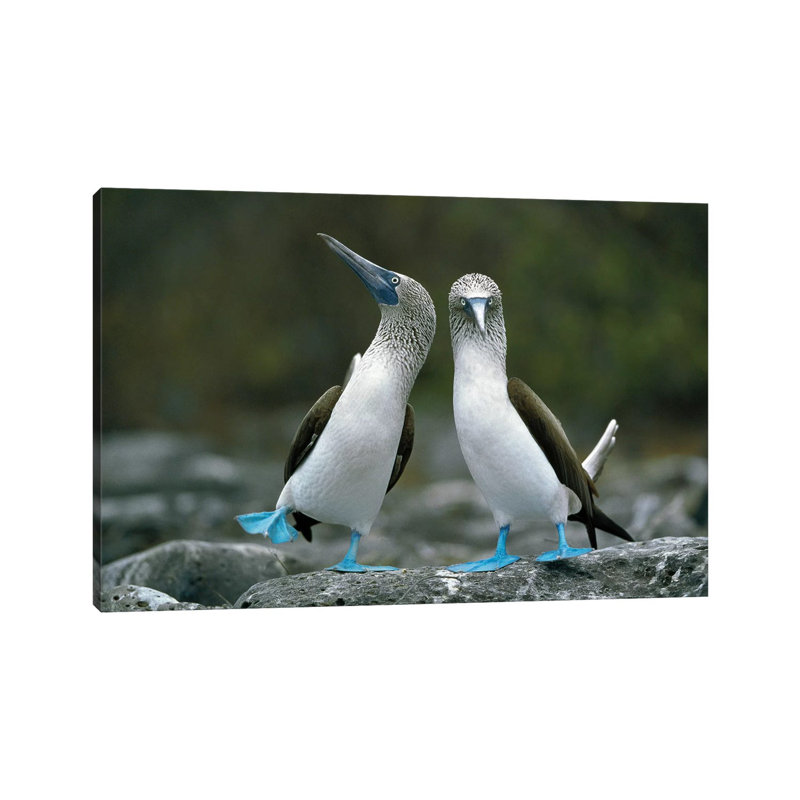 Blue-Footed Booby Pair Performing Courtship Dance, Punta Cevallos, Espanola Island, Galapagos Islands, Ecuador by Tui De Roy - Wrapped Canvas Print
