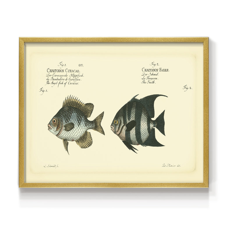 «Bloch Antique Fish II», reproduction encadrée, H 8 po x l 10 po