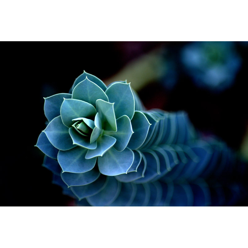 Spiraling Green Beauty by Lobius - Wrapped Canvas Print, 30cm H x 46cm W