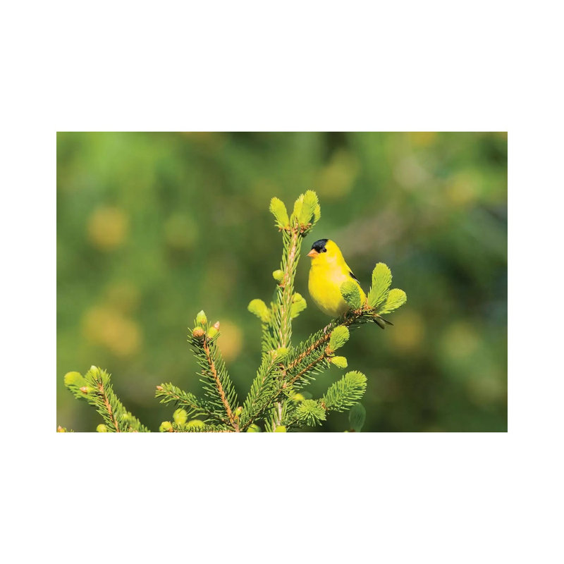 American Goldfinch (Spinus Tristis) Male In Spruce Tree, Marion County, Illinois by Richard & Susan Day - Gallery-Wrapped Canvas Giclée on Canvas
