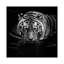 «Tiger in Water», reproduction de photo sur toile-29172331-72784300-72784301