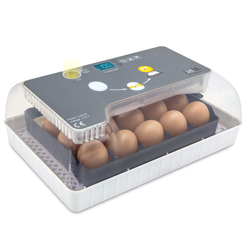 Incubateur à œufs de poule Trumbull