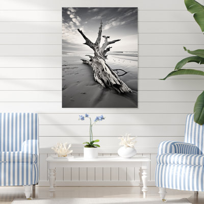 " Beach Driftwood Photo III "