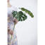 Split Leaf Stem