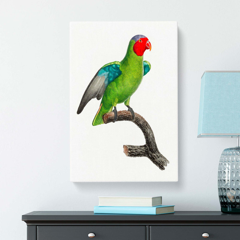 A Red-Cheeked Parrot by F. Levaillant - Wrapped Canvas Painting, 60cm H x 40cm W x 3cm D