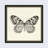 " Butterfly V BW "