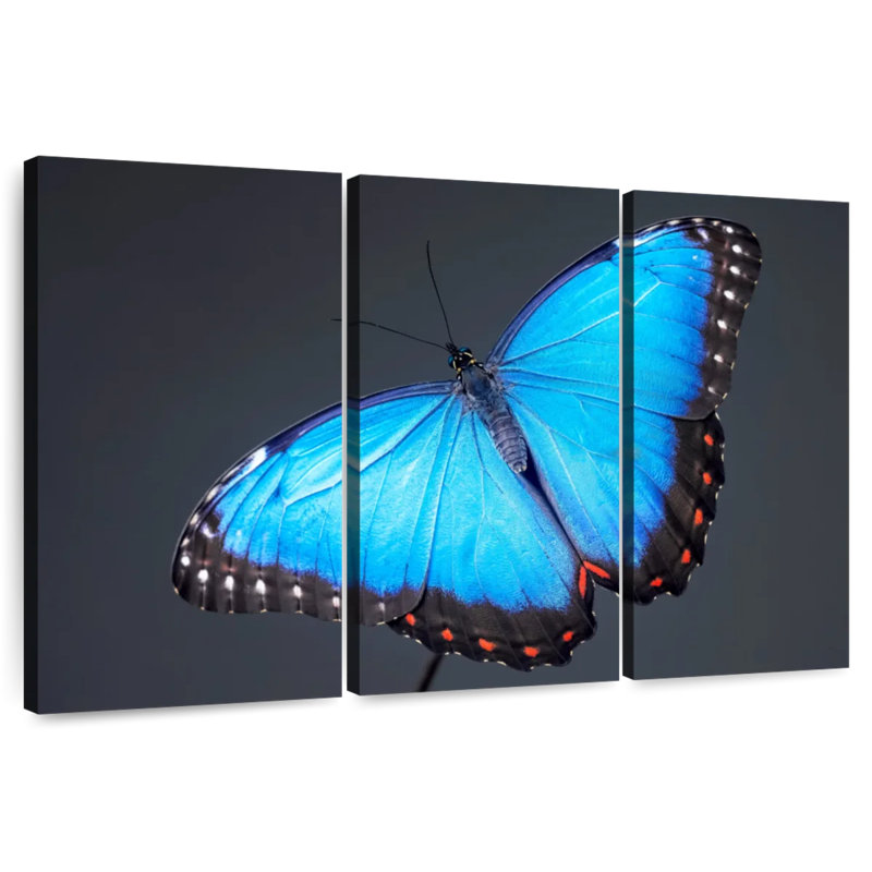 Morpho Blue Butterfly, 14" H x 23" W