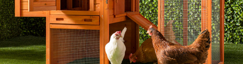 Wooden chicken coop with wire mesh.