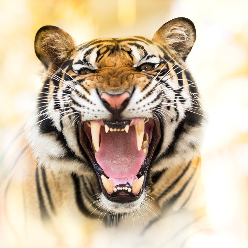 Growl Siberian Tiger - Wrapped Canvas Print, 76cm H x 76cm W x 3.8cm D