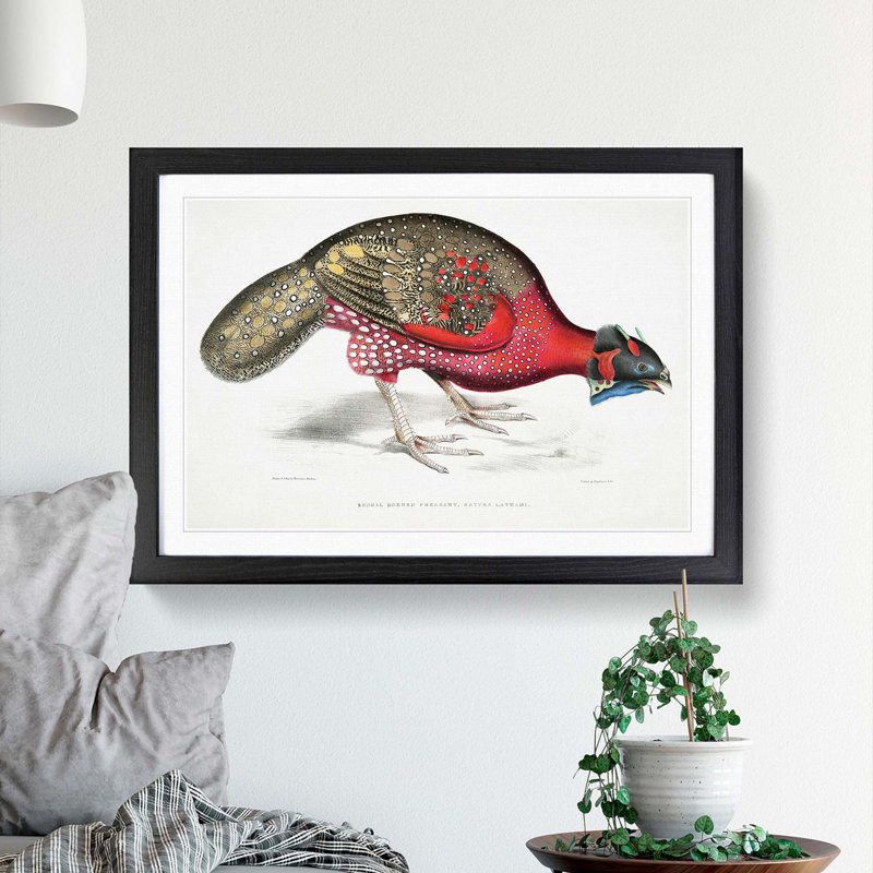 Bengal Horned Pheasant by John Edward Gray - Picture Frame Painting Print, 27cm H x 36cm W x 2cm D, Black Framed