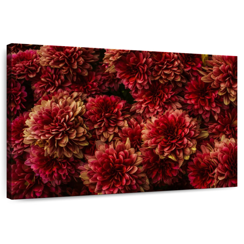 Dahlias Harnek rouge foncé, H 24 po x l 36 po