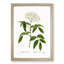 Elderflower Tree by Pierre-Joseph Redoute - Picture Frame Painting Print-55539519-55539516