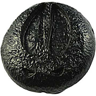Wildlife Wilderness Novelty Knob