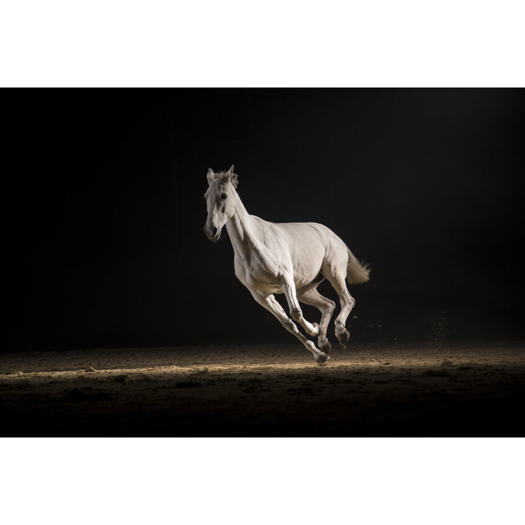 White Horse Running von Tomazl - Drucken