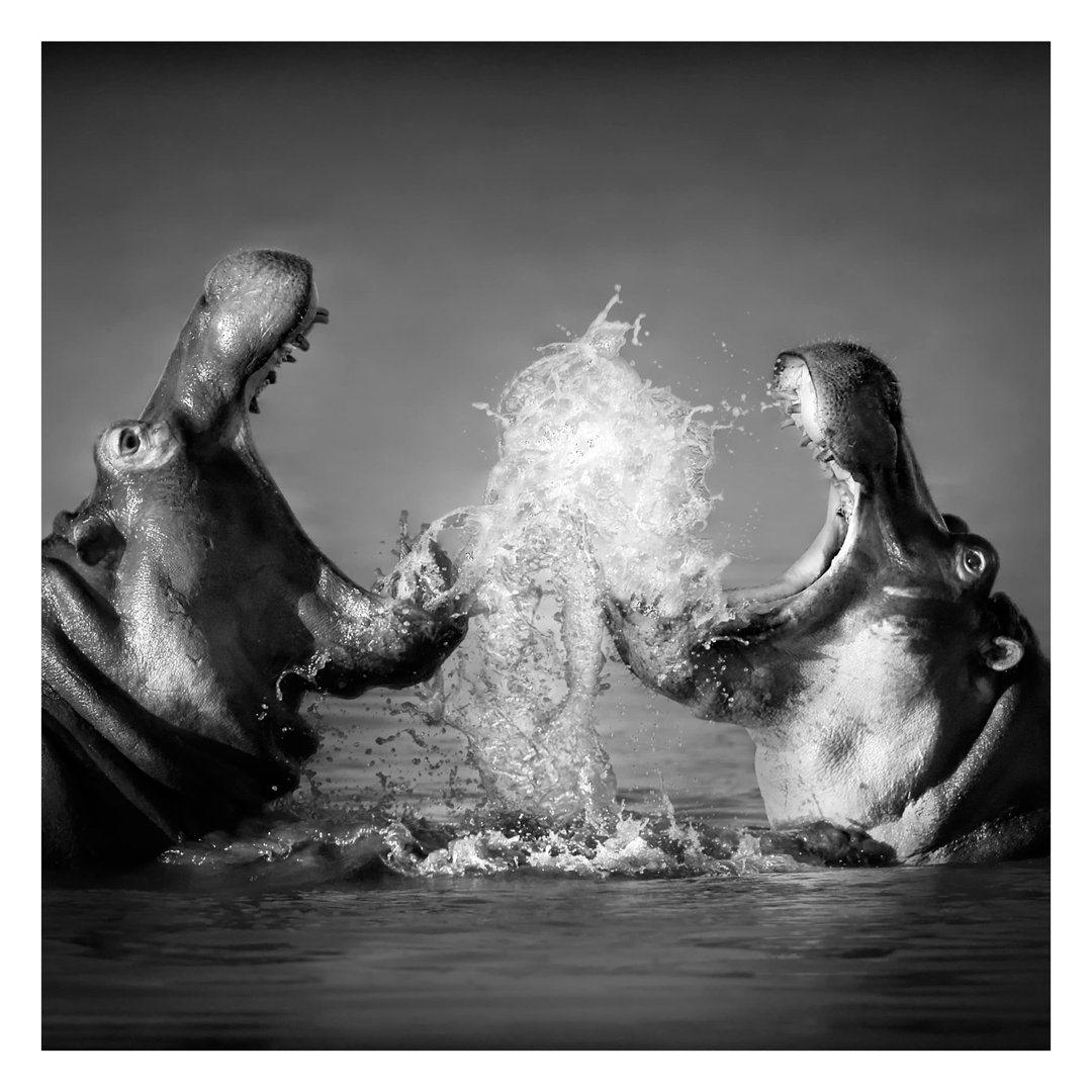 Hippo Fight 2.4m x 2.4m Textured Matte Peel & Stick Wall Mural