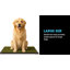 Tapis pour chien avec plateau PETMAker 41 x 27 po-2062066638