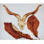 Ram's Skull avec feuilles brunes-1004009971