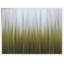 Herbe de mer, herbe de plage, prairie, vert, jaune-780349044-674884324-674884320