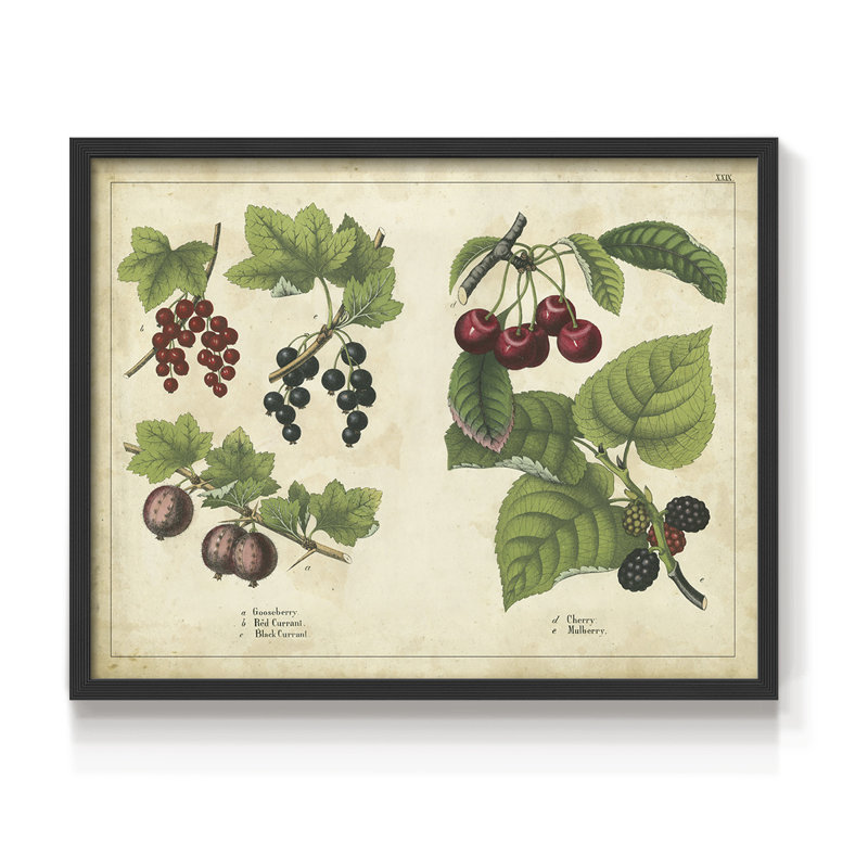 «Kitchen Fruits III», reproduction encadrée, H 8 po x l 10 po, Noir, noir, noir, noir