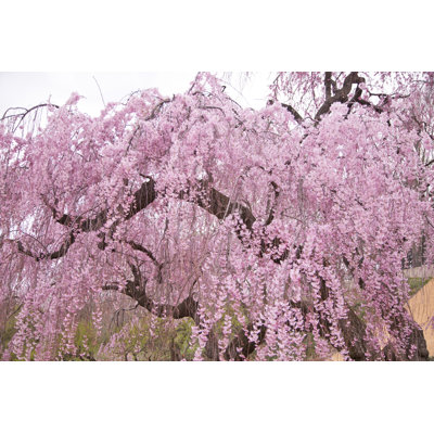 " Higan Cherry Tree " by Jaysonphotography